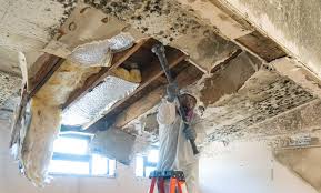 East Moriches, NY Mold Removal & Remediation Company